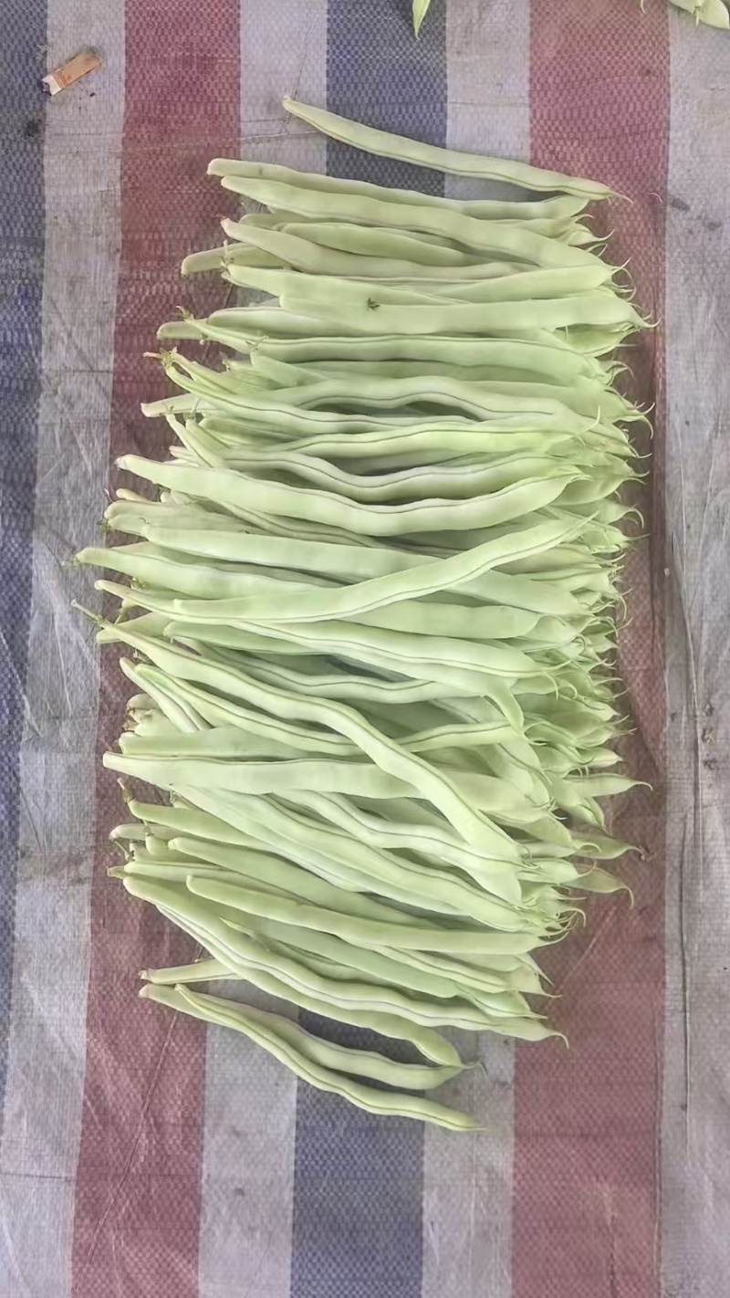 山西豆角白不老小金豆扁豆角规格齐全对接全国市场商超电商