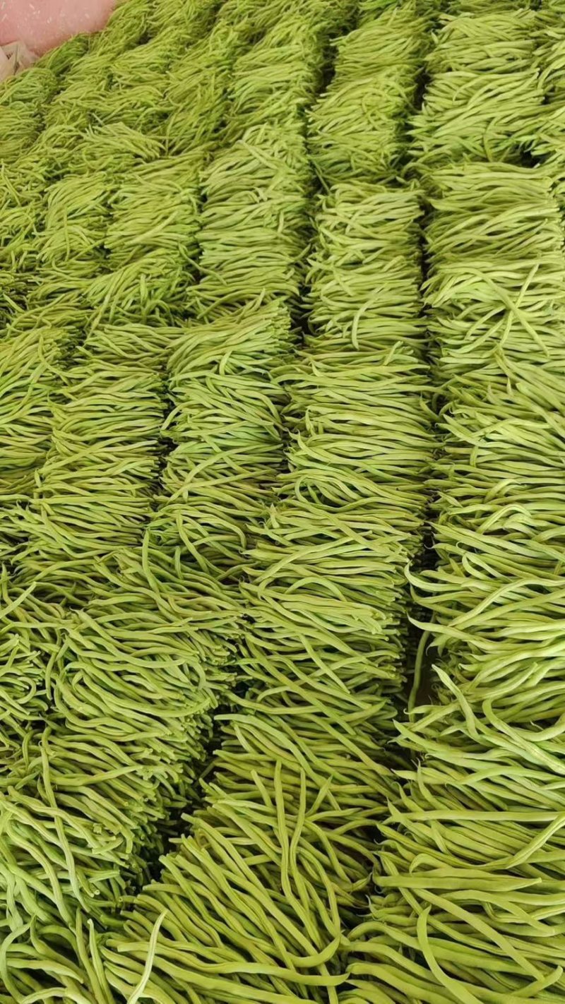 山西豆角白不老小金豆扁豆角规格齐全对接全国市场商超电商