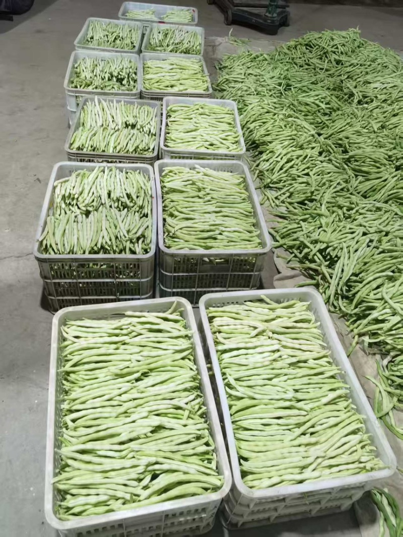 山西豆角白不老小金豆扁豆角规格齐全对接全国市场商超电商