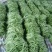 山西豆角白不老小金豆扁豆角规格齐全对接全国市场商超电商