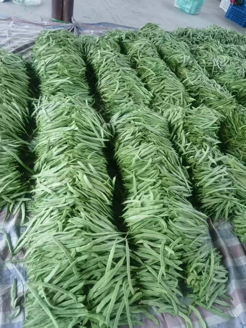 山西豆角白不老小金豆扁豆角规格齐全对接全国市场商超电商