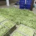 山西豆角白不老小金豆扁豆角规格齐全对接全国市场商超电商