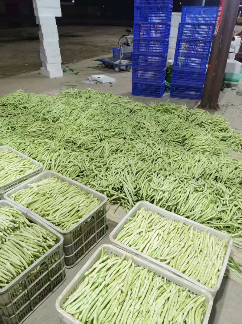 山西豆角白不老小金豆扁豆角规格齐全对接全国市场商超电商