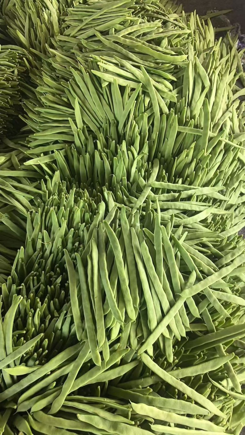 山西豆角白不老小金豆扁豆角规格齐全对接全国市场商超电商