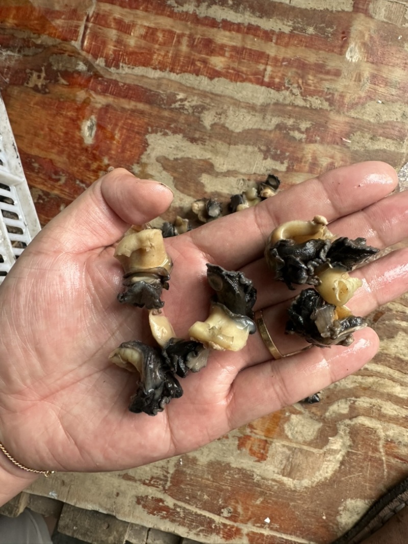 螺肉东风螺肉螺肉200/300活挑螺肉活冻螺肉