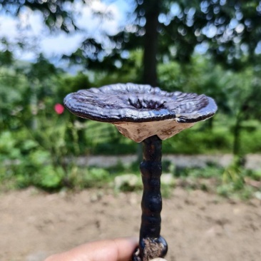***紫灵芝，野生菌种紫灵芝，林下高品质紫灵芝