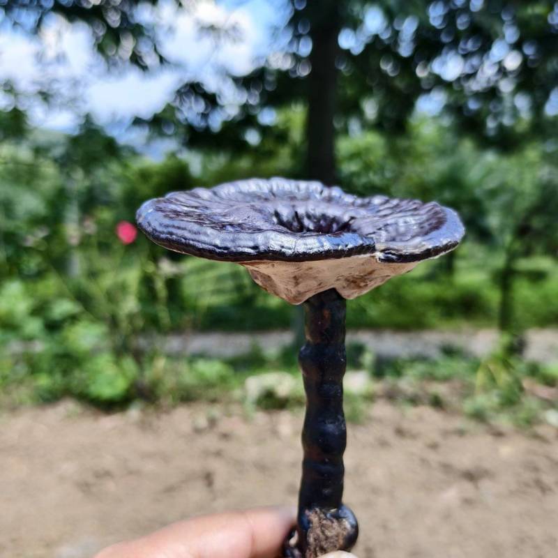 ***紫灵芝，野生菌种紫灵芝，林下高品质紫灵芝