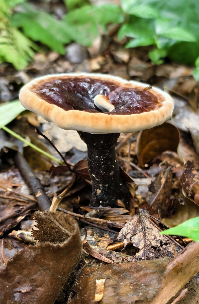 ***紫灵芝，野生菌种紫灵芝，林下高品质紫灵芝