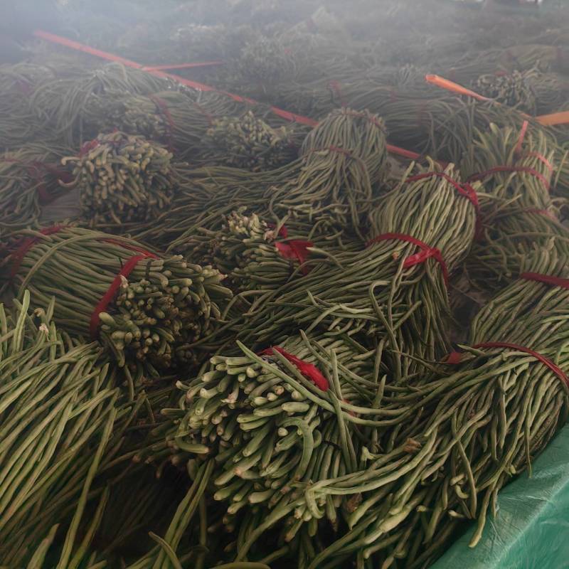 精品长豆角产地大量供应精品货加工厂货