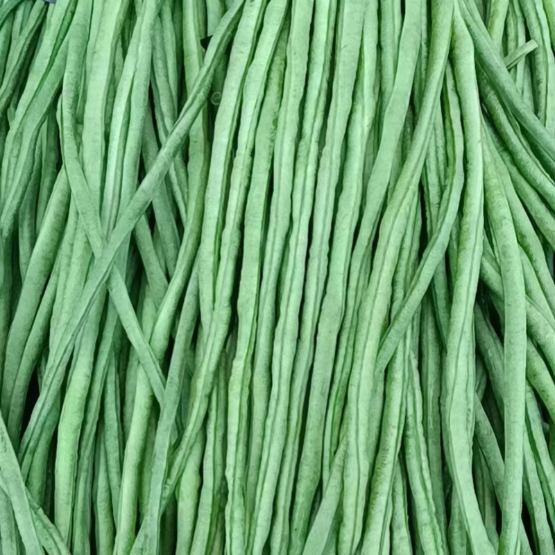 精品长豆角产地大量供应精品货加工厂货