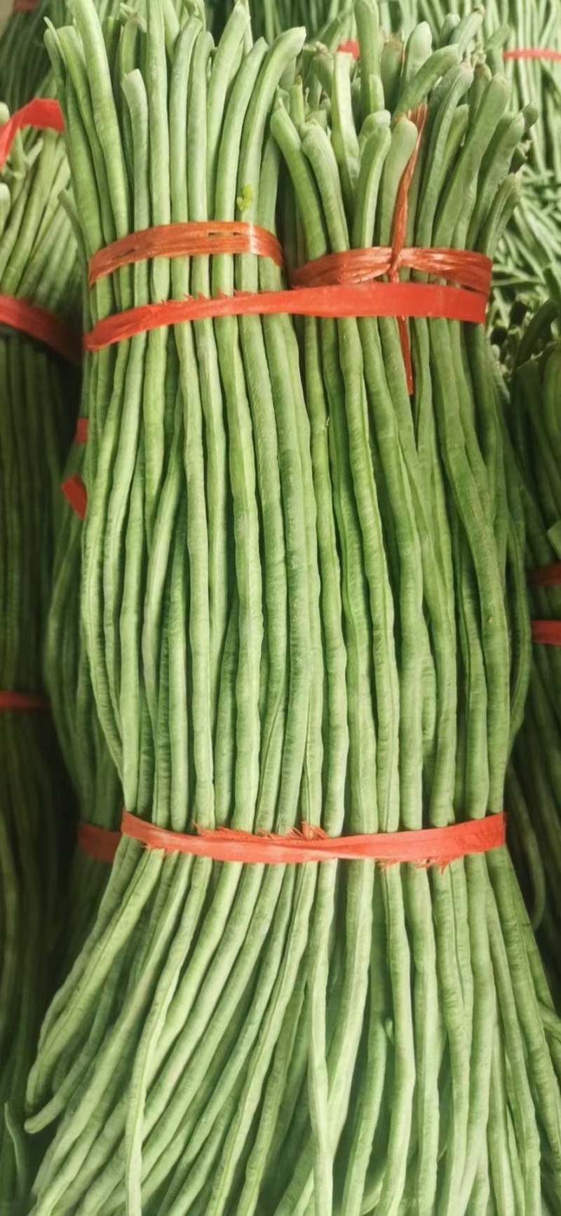 精品长豆角产地大量供应精品货加工厂货