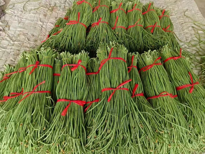 精品长豆角产地大量供应精品货加工厂货