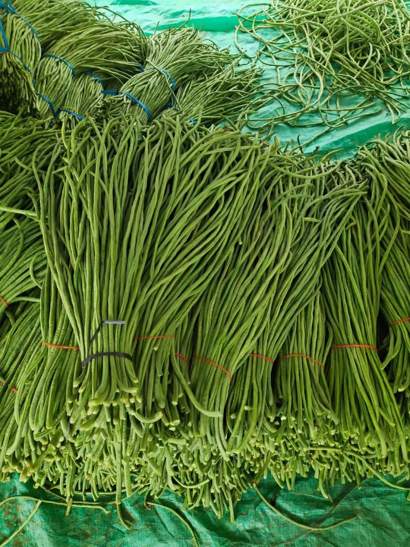 精品长豆角产地大量供应精品货加工厂货