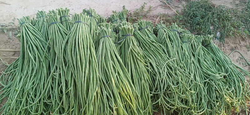 精品长豆角产地大量供应精品货加工厂货