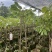 石峡龙眼苗