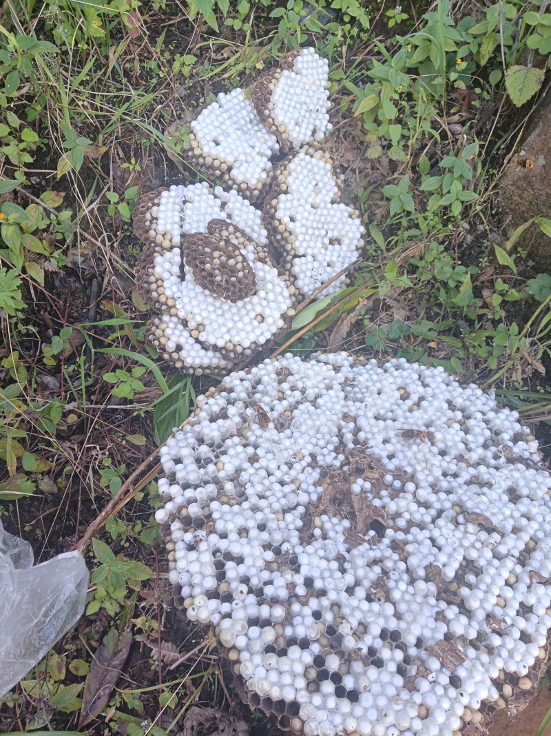 蜂蛹