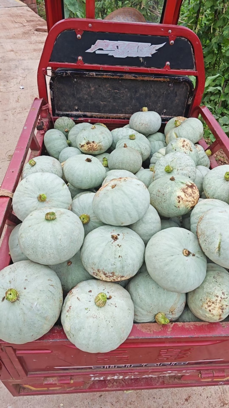银板栗南瓜，产地直销，个头形状皮毛口感嘎嘎靓