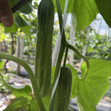 精选湖北新苗旱黄瓜