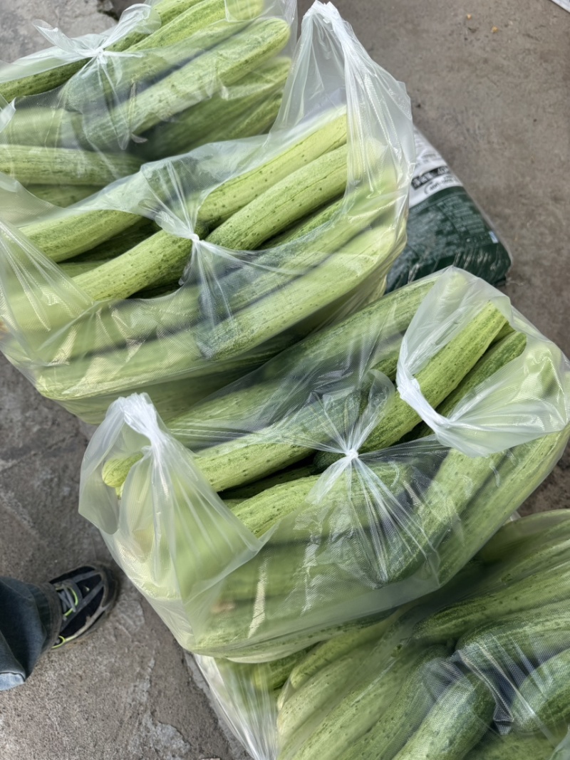 精选湖北新苗旱黄瓜