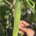 精选湖北新苗旱黄瓜