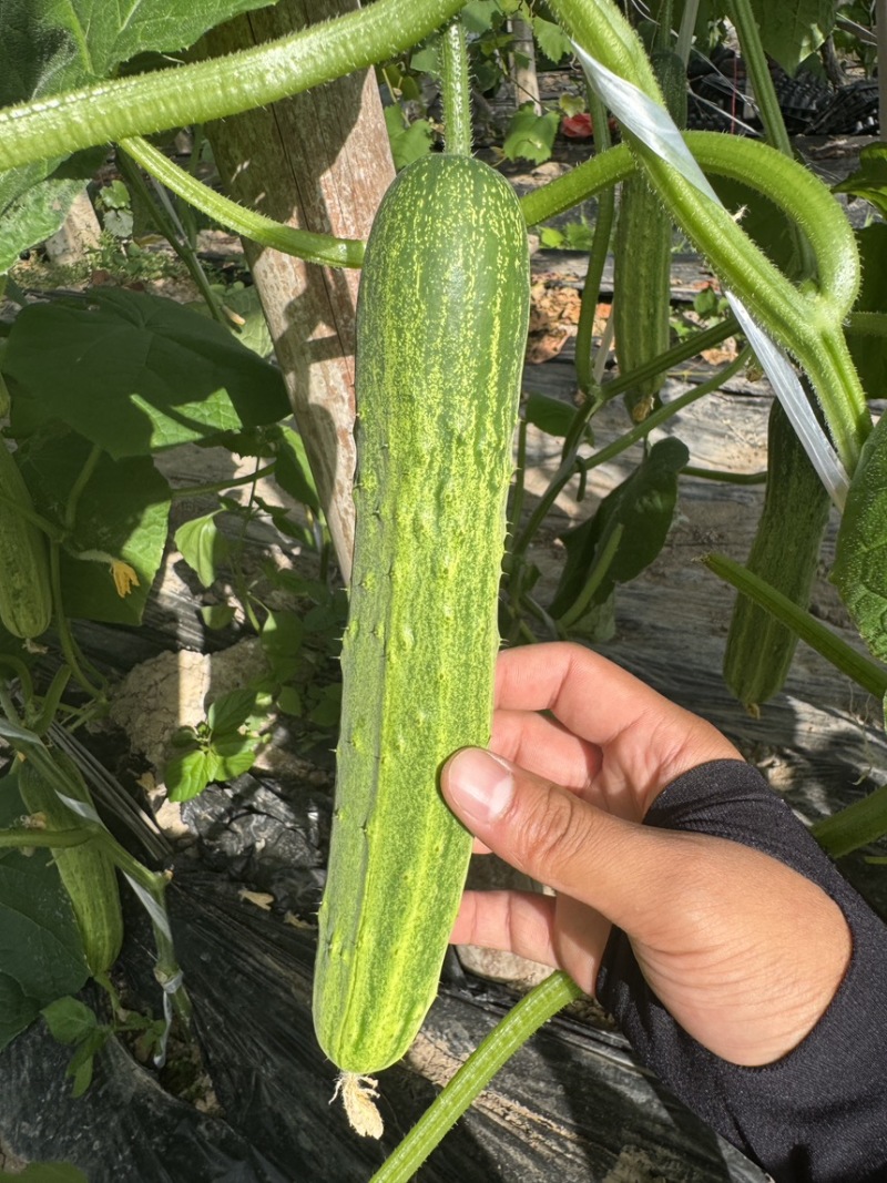 精选湖北新苗旱黄瓜