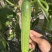 精选湖北新苗旱黄瓜