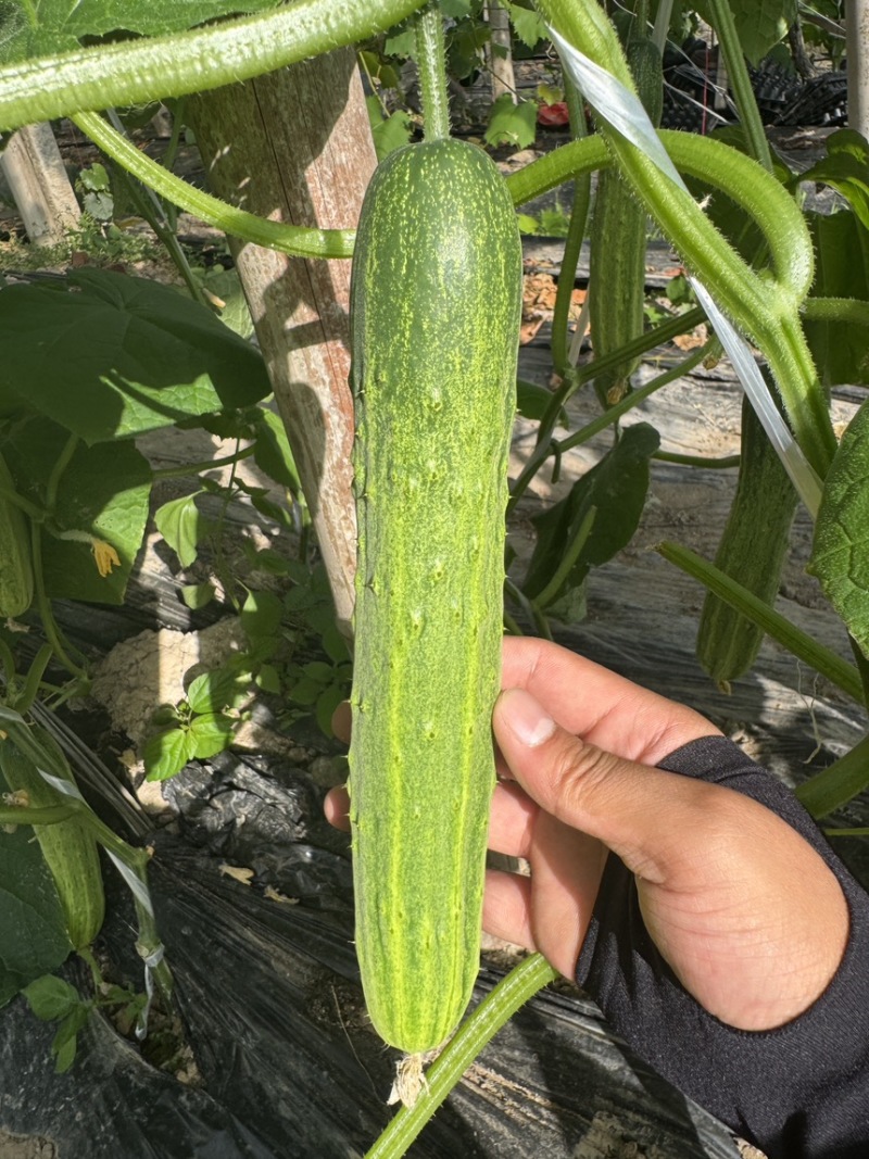 精选湖北新苗旱黄瓜