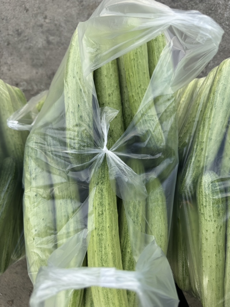 精选湖北新苗旱黄瓜