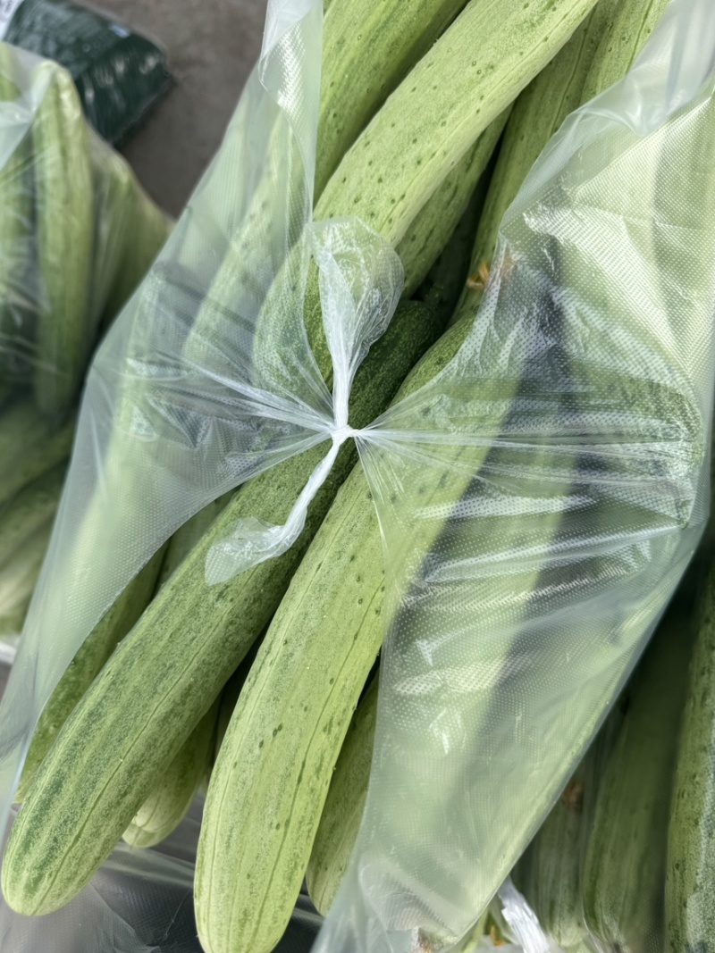 精选湖北新苗旱黄瓜