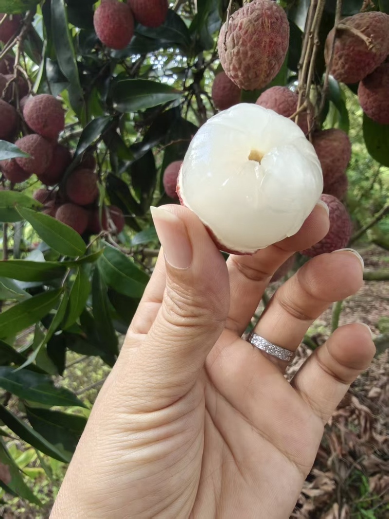 中国黑叶荔之乡，钦州正味甜，产地直销品质保证