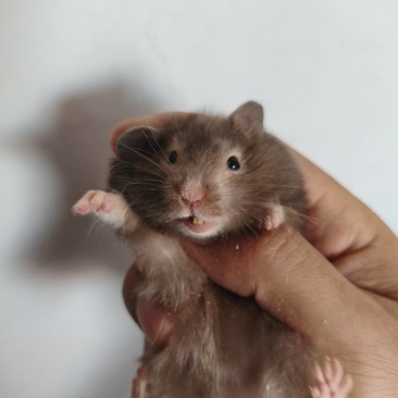 仓鼠熊仓鼠批发