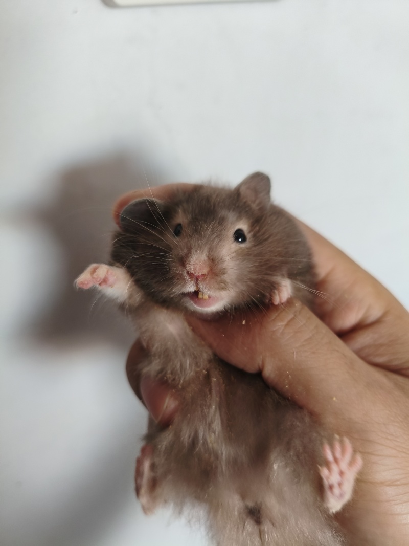 仓鼠熊仓鼠批发