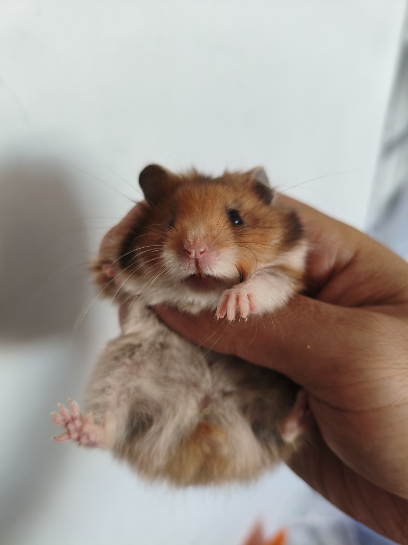 仓鼠熊仓鼠批发