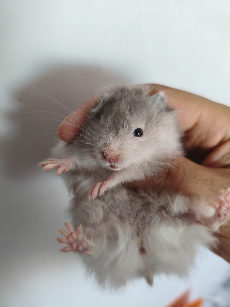 仓鼠熊仓鼠批发