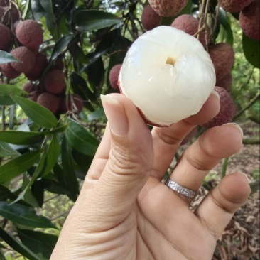 中国黑叶荔之乡，钦州正味甜，产地直销品质保证