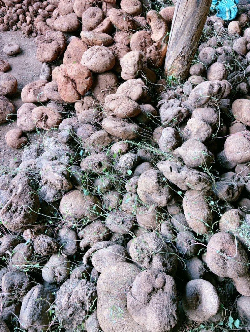 红藤山乌龟盆景货大量批发新货统货批发产地云南