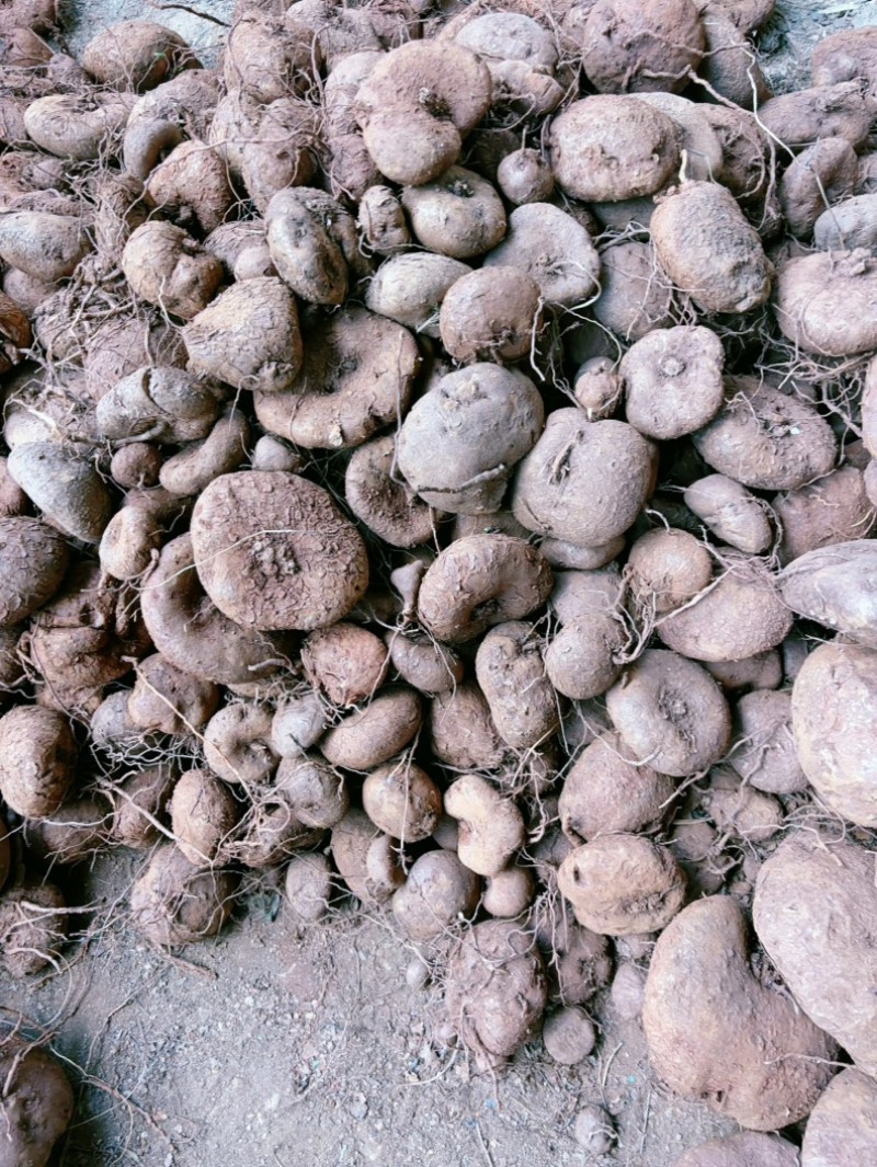 红藤山乌龟盆景货大量批发新货统货批发产地云南