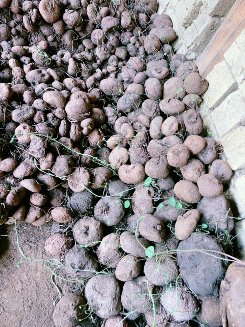 红藤山乌龟盆景货大量批发新货统货批发产地云南