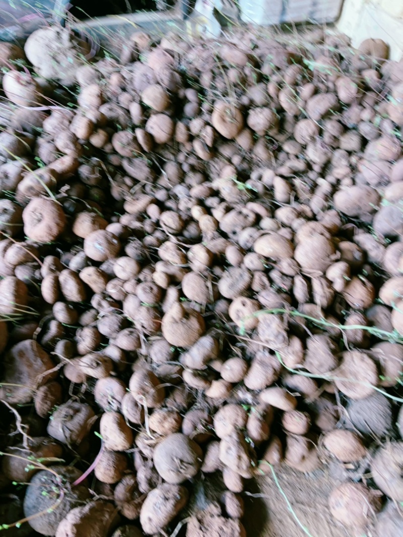 红藤山乌龟盆景货大量批发新货统货批发产地云南