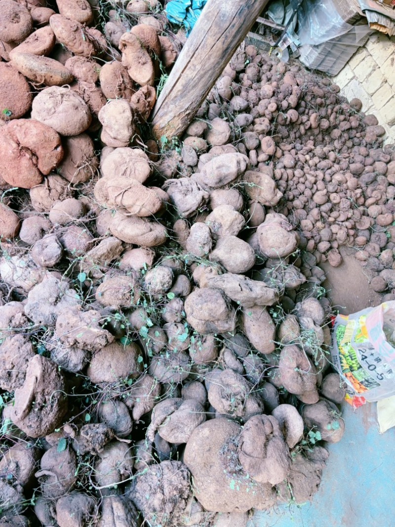 红藤山乌龟盆景货大量批发新货统货批发产地云南