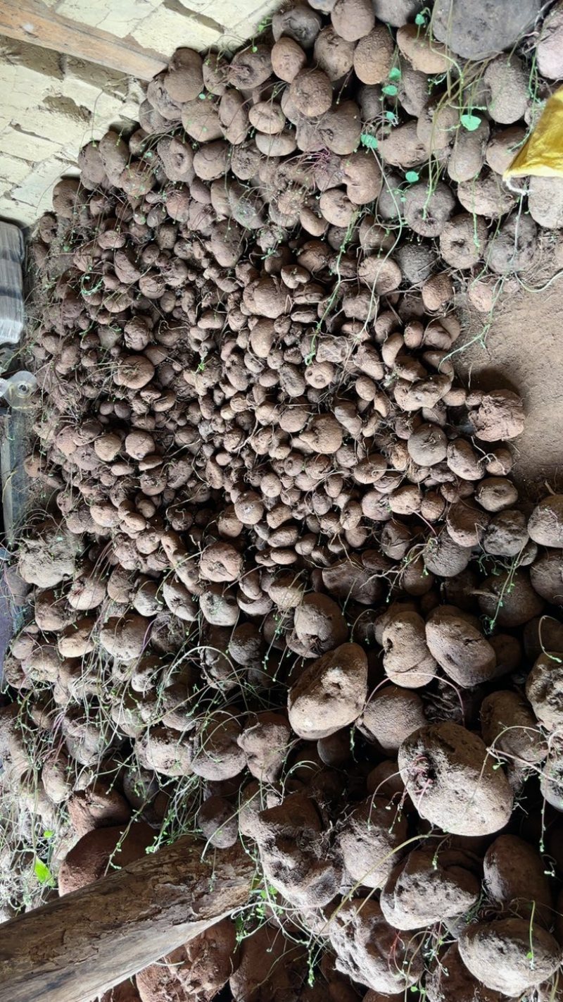 红藤山乌龟盆景货大量批发新货统货批发产地云南
