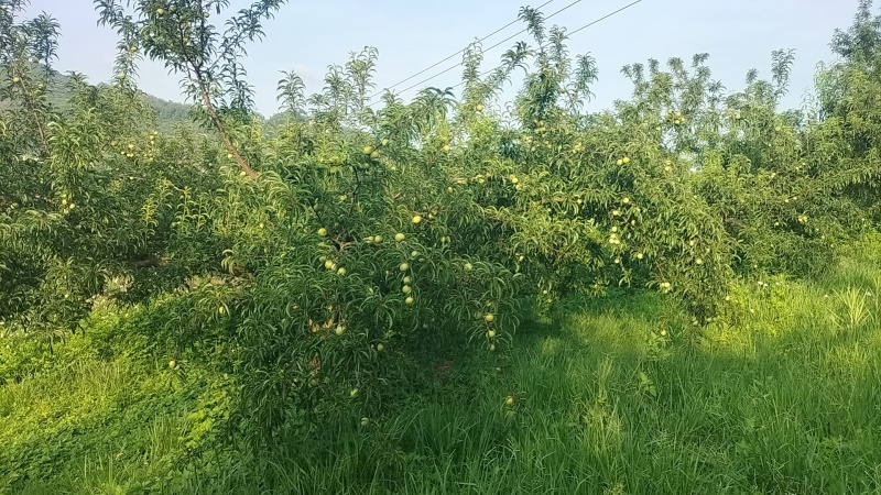 镇宁六马蜂糖李