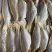 大号红三鱼干红衫鱼干咸鱼干地摊电商批红杉鱼干金线鱼干