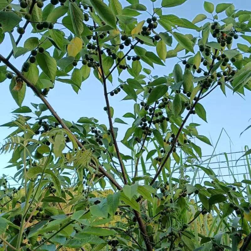新鲜构树果