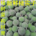 新鲜构树果