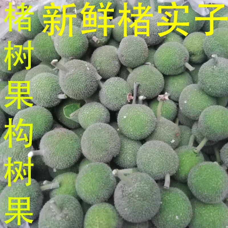 新鲜构树果