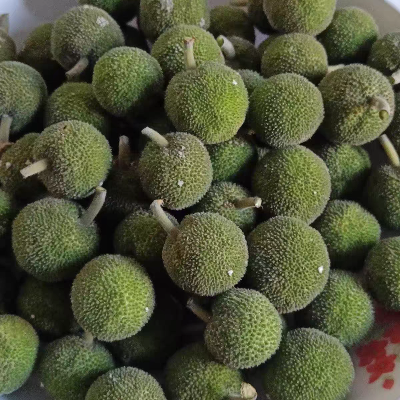 新鲜构树果