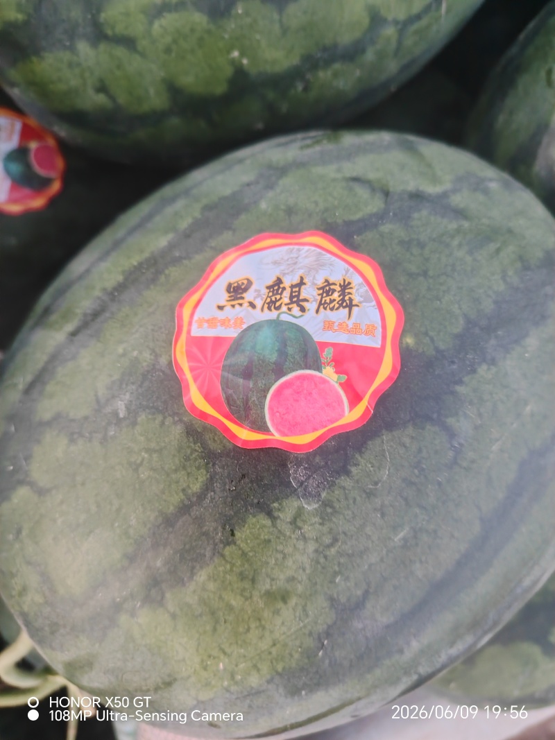 慕田佳宝/黑麒麟/甘蒂一号双红壤砂甜可口糖度高耐运输…