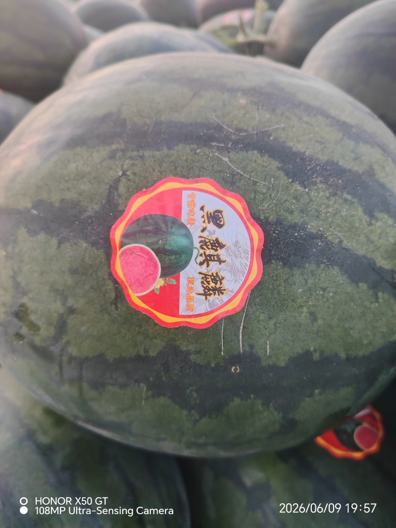 慕田佳宝/黑麒麟/甘蒂一号双红壤砂甜可口糖度高耐运输…