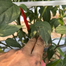 朝天椒🌶️
